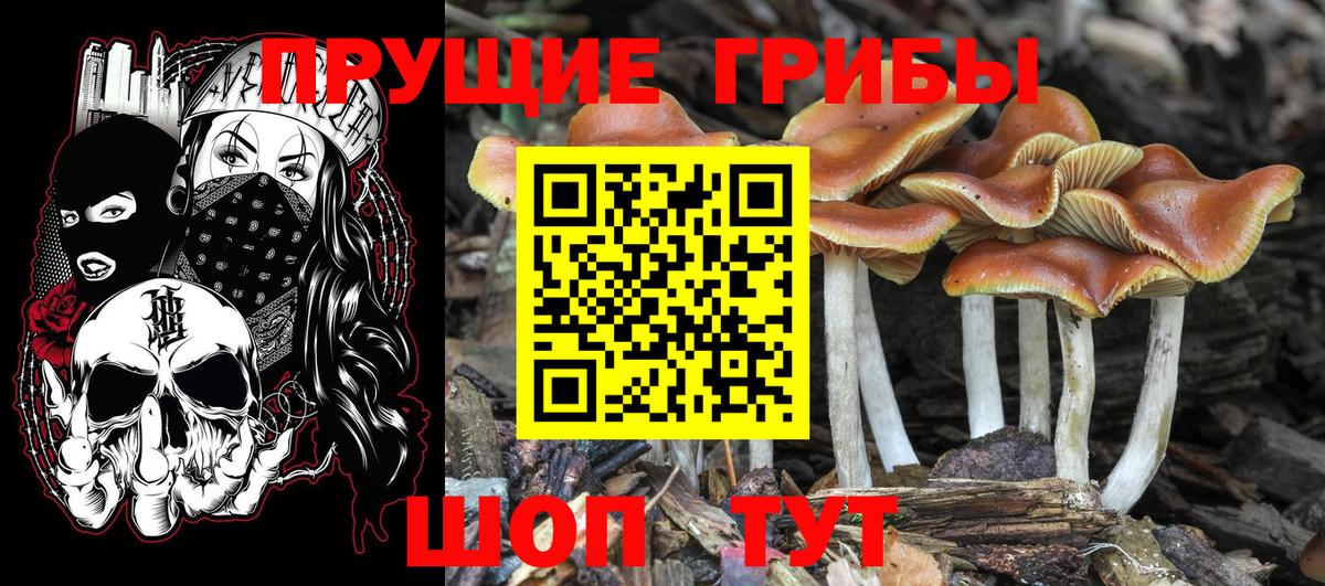 Астрахань  Галлюциногенные грибы Cubensis  цены   Вход с VPN 